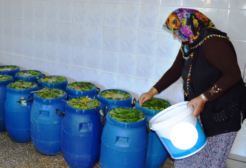 cubuk tursu kurulumu ve Hasat Basladi